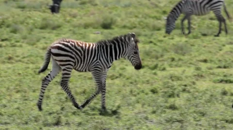 ZEBRA COLT Video stock 49497132