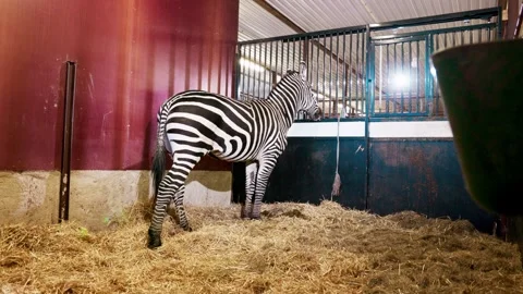 Zebra in confined horse box setting with hay walking around and observing Stock Footage 287211790