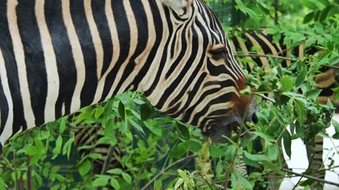 Zebra consuming verdant foliage from tree branch during grazing moment in Stock Footage 307317012