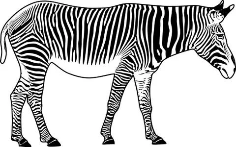 Zebra. contour. Stock Illustration