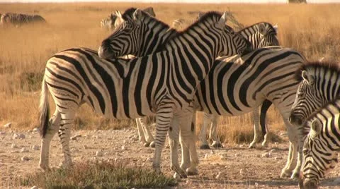 Zebra couple at dusk Stock Footage 12134057