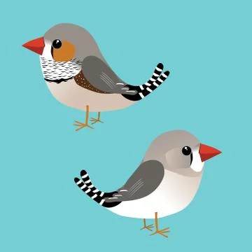 Zebra couple finch vector Stock Illustration