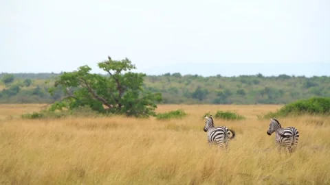 A zebra couple standing in jungle Stock-Footage 164730769