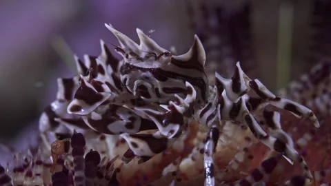 Zebra crab 02 Stock Footage 301139419