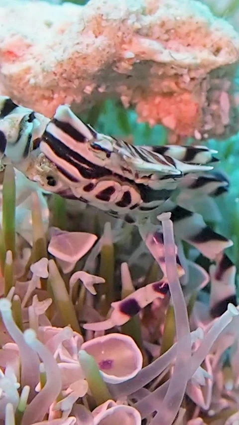 Zebra Crab Climbs Over Urchin, Malapascua, Cebu, Philippines - 15 Dec 2024 Stock Footage 295815128