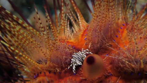 Zebra Crab on Fire Urchin Stock Footage 320942214