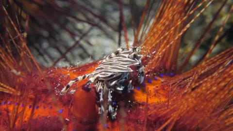 Zebra Crab on Fire Urchin (Three-Quarter View) Stock Footage 320942270
