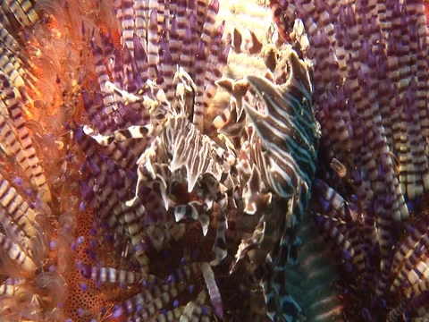 Zebra Crab Stock Footage 98702948