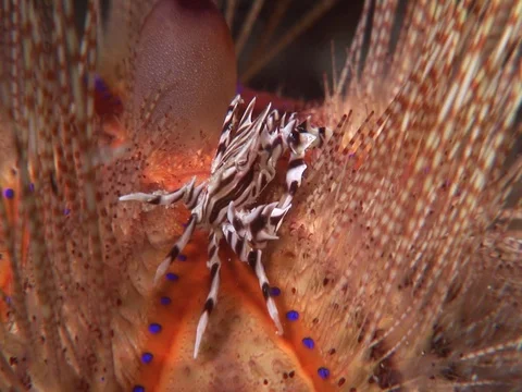 Zebra Crab Stock Footage 98703319