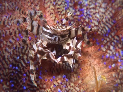 Zebra Crab Stock Footage 98703497
