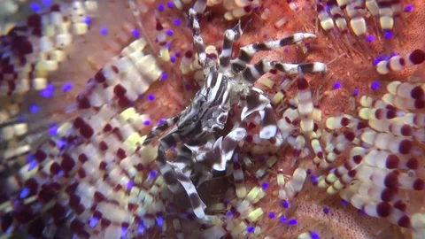 Zebra crab Stock Footage 127672045