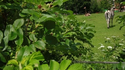 Zebra croaks Stock Footage 80588762