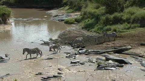 ZEBRA CROSS RIVER Video stock 21916967