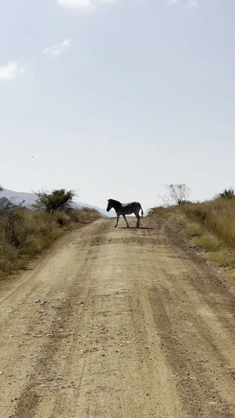 Zebra crosses road Stock Footage 247019317