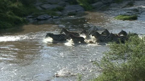 ZEBRA CROSSING Video stock 22027721
