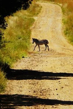 Zebra Crossing Stock Photos