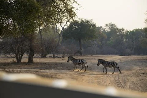 Zebra Crossing Stock Photos