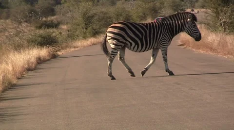 Zebra crossing road Stock Footage 8568627