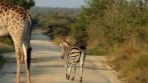 Zebra crossing the road next to a giraffe Stock Footage 335692460