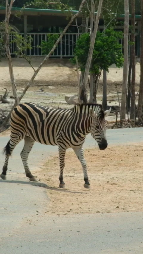 Zebra crossing the road standing alone at golden sunset in savannah. epic shot Stock Footage 277166322