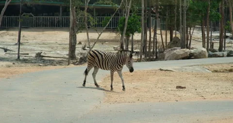 Zebra crossing the road standing alone at golden sunset in savannah. epic shot 스톡 동영상 277166410