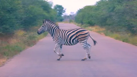 Zebra crossing the safari road in panic. Tracking shot Stock Footage 296731777