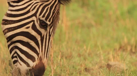 Zebra CU of face while eating grass GF Stock Footage 50520172