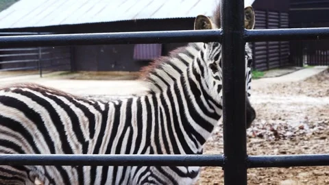 Zebra cub at the zoo Stock Footage 259596674