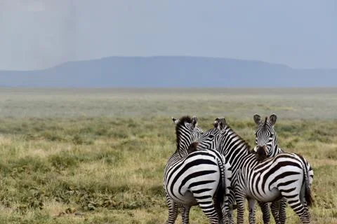 Zebra cuddleing in group 库存照片