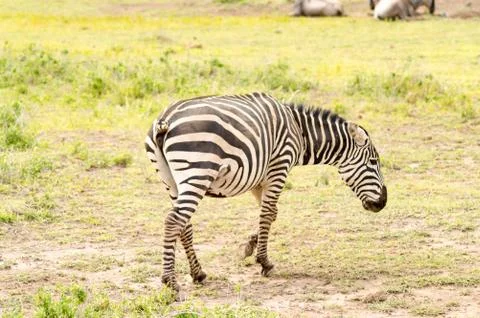 Zebra with cut tail having difficulty chasing flies Stock Photos