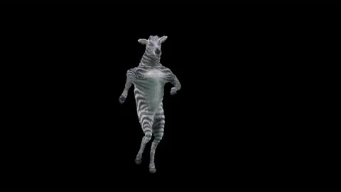 Zebra Dance,With Alpha matte. Stock Footage 167025562