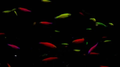Zebra Danio Neon GloLight or Danio GloFish (Danio rerio) that are Video stock 138307218