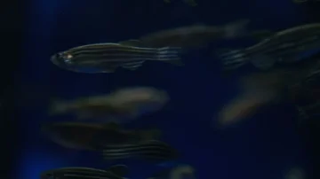 Zebra Danios Close Up Stock Footage 85490220