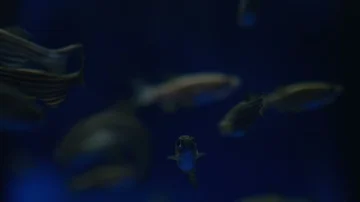 Zebra Danios Close Up Video stock 85490327