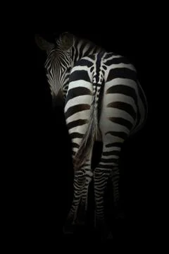Zebra in the dark Stock Photos