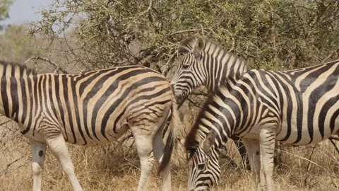 Zebra dazzle in Kruger bushveld as a herd pans left in slow motion, South Africa Stock Footage 346426430