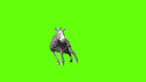 Zebra death green screen animation 3D rendering Video stock 297202083