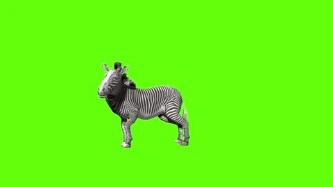 Zebra death green screen animation 3D rendering Stock Footage 297202088