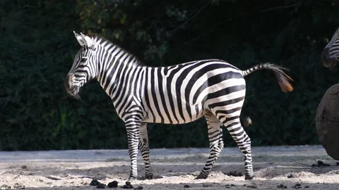 Zebra defecating 스톡 동영상 96842637