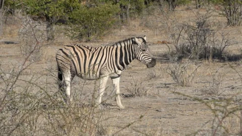 Zebra in the desert Video stock 115694968