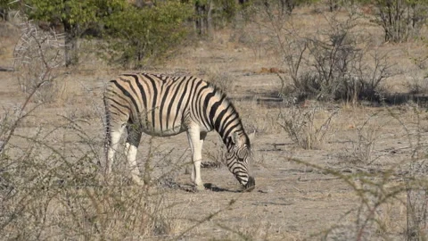 Zebra  in the desert Stockbeeldmateriaal 115695014