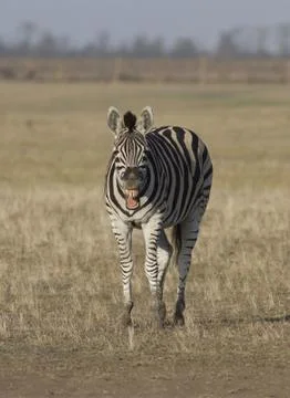 Zebra in the desert that laughs. Stock Photos
