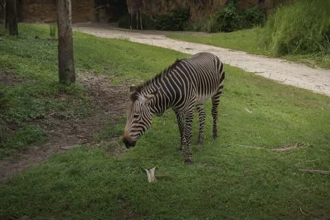 Zebra with distinct brown face stripes grazing on green grass field Stock Photos