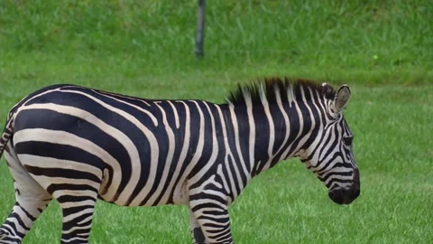 A zebra with distinctive black and white stripes, walking across the green Stock Footage 327690245