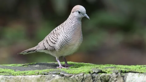 Zebra Dove Bird Walking On Mossy Rock. Close-up Shot Stock Footage 312623959