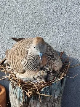 Zebra Dove Brooding Chicks in Nest - Parental Protection Fotos de archivo