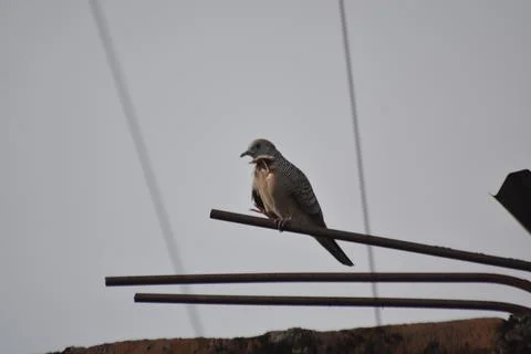 Zebra Dove Calling While Perched on Rebar Stock Photos