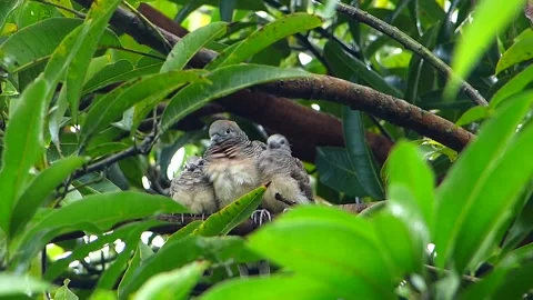 Zebra Dove with Chicks  _clip-044 Stock Footage 240306432