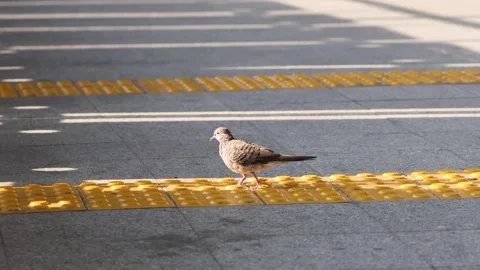 Zebra Dove Crossing the Road Stock Footage 284073492
