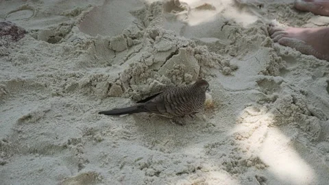 Zebra dove eating a piece of bread on a sandy beach, Praslin, Seychelles Stockbeeldmateriaal 201616552